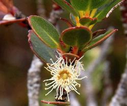 Eucalyptusvernicosa