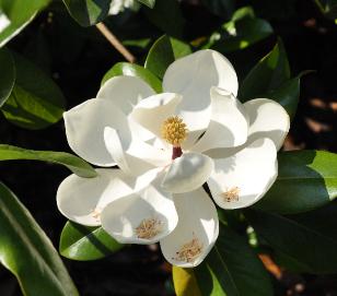 Magnolia grandiflora 'Gallissonnière'