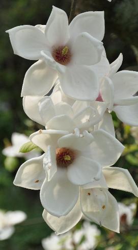 MagnoliaxVeitchiiIscaVN