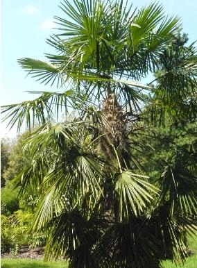 Trachycarpus arboretum  Het Leen 