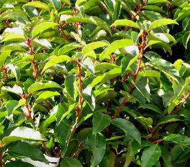 Prunuslusitanicadetail