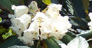 pxRhododendronsinogrande