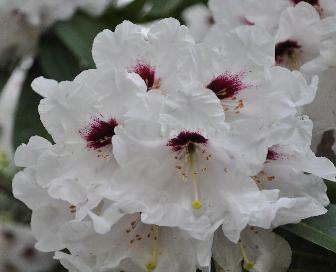 RhododendronCalfortCloseupVNN