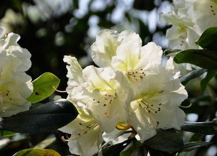 RhododendronKostersCreamCLOSEUPVN