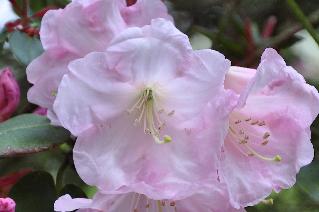 RhododendronPsycheVNcloseup