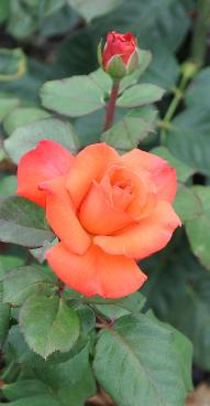 Rosa 'Christopher Colombus' Meilland TH